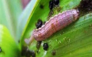 玉米粘蟲的發(fā)生規(guī)律，雨水多的年份黏蟲往往發(fā)生較多