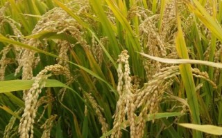 天優(yōu)洪6水稻種子簡(jiǎn)介，該品種株型適中