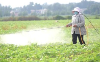 蘇子的產地，在我國主產于安徽、湖南、臺灣等省份