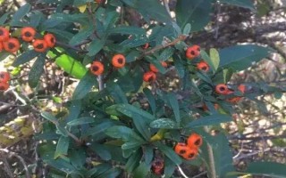 火棘的花語，寓意紅紅火火