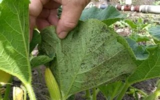 棚室更茬換季要注意什么，為圖省事將殘株雜草翻入地中容易引發(fā)病蟲害
