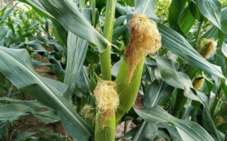 GK3109玉米品種簡(jiǎn)介，中抗大斑病