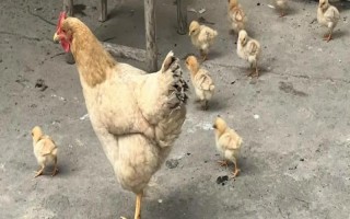 母雞的雞冠很大是正常的嗎，母雞的雞冠非常大不正常
