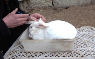 預防兔子感冒的方法，在兔舍中放置毛毯可供兔子御寒