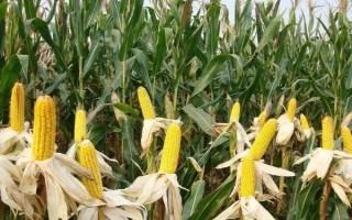 澤玉19玉米品種的特性，播種前進(jìn)行種子包衣處理