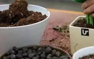 一品紅的換盆注意事項(xiàng)，可以在早春進(jìn)行