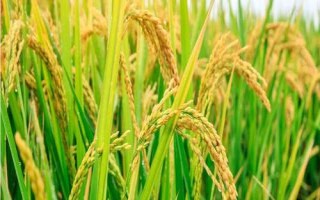 川種優(yōu)464水稻品種簡介，每畝秧田播種量8千克左右
