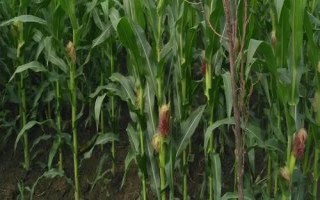 石玉12號玉米種子介紹，適宜播期6月10日～20日