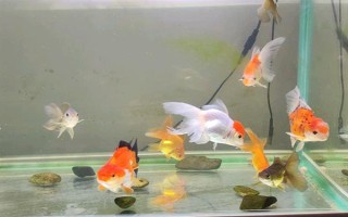 養(yǎng)金魚一定要用氧泵嗎，需根據飼養(yǎng)的數(shù)量來決定