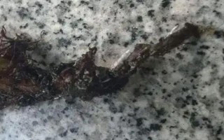 姬朧月葉子發(fā)軟的原因及解決方式，可能是由于澆水過少導(dǎo)致的