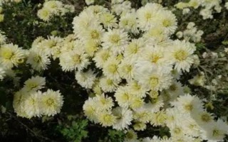 安徽省亳州市的特產(chǎn)，有蘇趙梨、苔干菜等