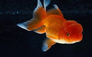 金魚的魚鰭數(shù)量，分為尾鰭、臀鰭、背鰭、腹鰭、胸鰭這5個