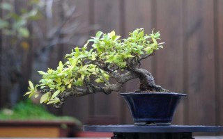 絡石如何養(yǎng)殖，生長季節(jié)盆土要保持稍濕潤