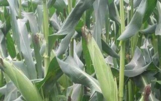 蠡玉235玉米品種簡(jiǎn)介，適宜播種期6月上中旬