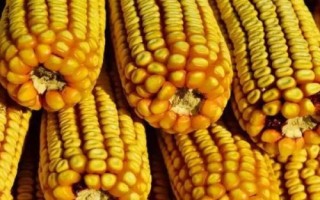 輝玉707玉米種子特征特性，適宜播期4月下旬至5月上旬