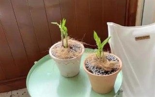 為什么鈴蘭不開花，可能是花土過濕或陽光不足所致