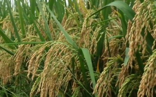 新稻58號水稻種子特點，播種量每平方米300克