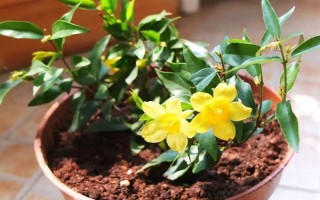 金鉤吻的花期在幾月，花期在9-10月份