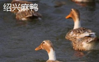 麻鴨和一般鴨子的區(qū)別，外觀特征不同