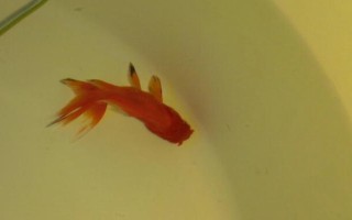 金魚(yú)為什么沉底不動(dòng)，有以下9個(gè)常見(jiàn)原因