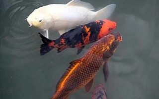 鯉魚的品種，常見的有紅鯉、豐鯉、錦鯉等