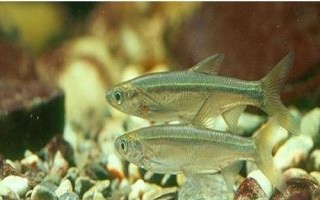 白條魚的刺多不多，體內(nèi)有大量魚刺用來保持身體平衡