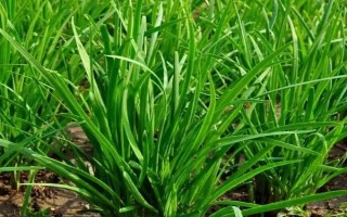 韭菜的催芽方法，播種前都需放置到陽光下晾曬2-3天