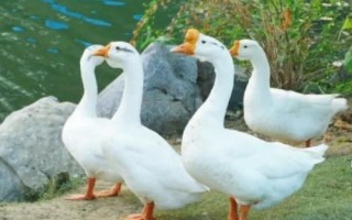 鵝以什么為食，食物包括玉米、小麥、包菜、小魚蝦等種類