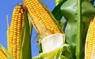 萬(wàn)玉839玉米品種的特性，生育期春季平均115天