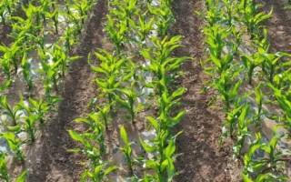 泰美甜3號玉米種簡介，生育期為85.8天