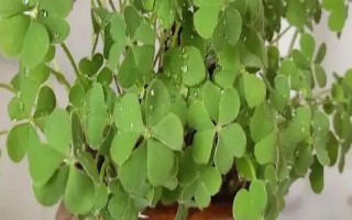 幸運(yùn)草的盆栽養(yǎng)護(hù)方法，放在向陽(yáng)處讓它全天曬光