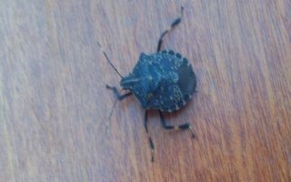 臭蟲怕什么，殺蟲水乳劑可將其殺死
