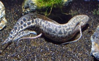 什么是非洲肺魚，通常指原鰭魚、也叫鈍吻肺魚