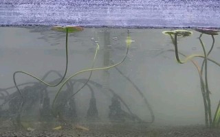 怎么才能讓魚(yú)缸里的死水變成活水，最好安裝一個(gè)過(guò)濾器