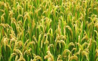 南方水稻播種和收割時間，早稻播種時間4月上中旬