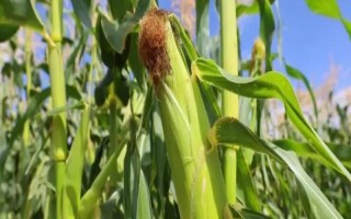 皖墾玉506玉米種子簡介，普通夏玉米品種