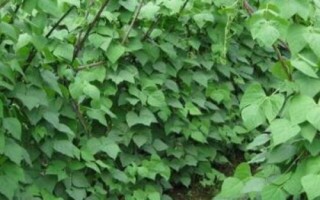 蕓豆何時(shí)噴施磷酸二氫鉀，結(jié)莢鼓粒時(shí)噴肥效果更佳