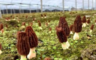 種植1畝羊肚菌需要多少成本，成本大約10000元左右