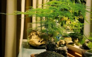 文竹葉片發(fā)黃如何處理，因受到暴曬而發(fā)黃需轉(zhuǎn)移到半陰處