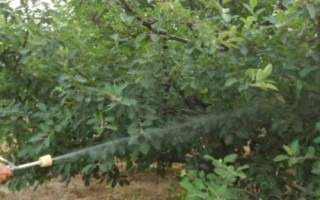 何時(shí)對(duì)果樹(shù)使用鈣肥，分別在落花后、膨大期、采摘前追施