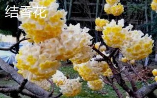 瑞香花和結(jié)香花的區(qū)別，枝干、葉片和花朵均不同
