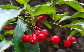 朱砂根的養(yǎng)殖方法，喜歡濕潤或半燥的氣候環(huán)境