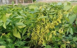 交大31大豆品種的特性，每畝保留5～2萬株