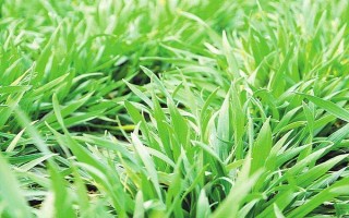 邯麥24小麥種子簡介，該品種屬半冬性中熟品種