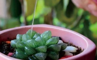 多肉的澆水間隔期，春秋季節(jié)每隔3-4天澆1次即可