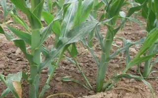 斯達(dá)甜221玉米種子特點，每畝種植密度3500株為宜