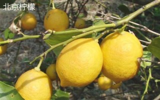 檸檬苗推薦品種，尤力克、菲諾、熱那亞等品種值得選擇