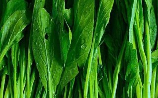 油菜如何順利過冬，寒流過后要及時(shí)查苗