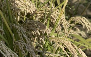啟兩優(yōu)靚占水稻種子特點，6月下旬播種