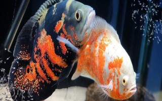 地圖魚(yú)不愛(ài)游的原因，可能是氣溫低或患病了